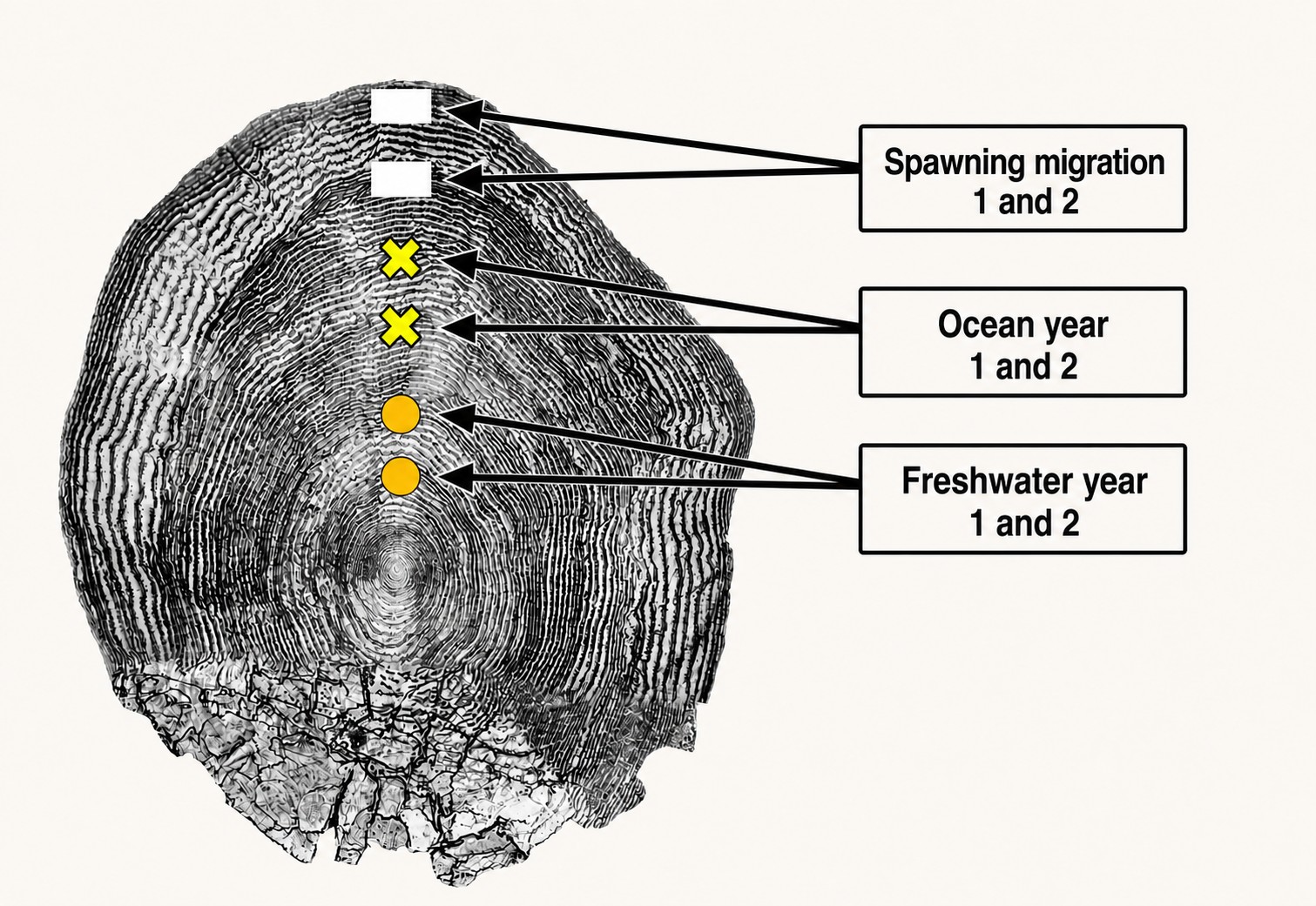 Steelhead scale under magnification showing growth rings