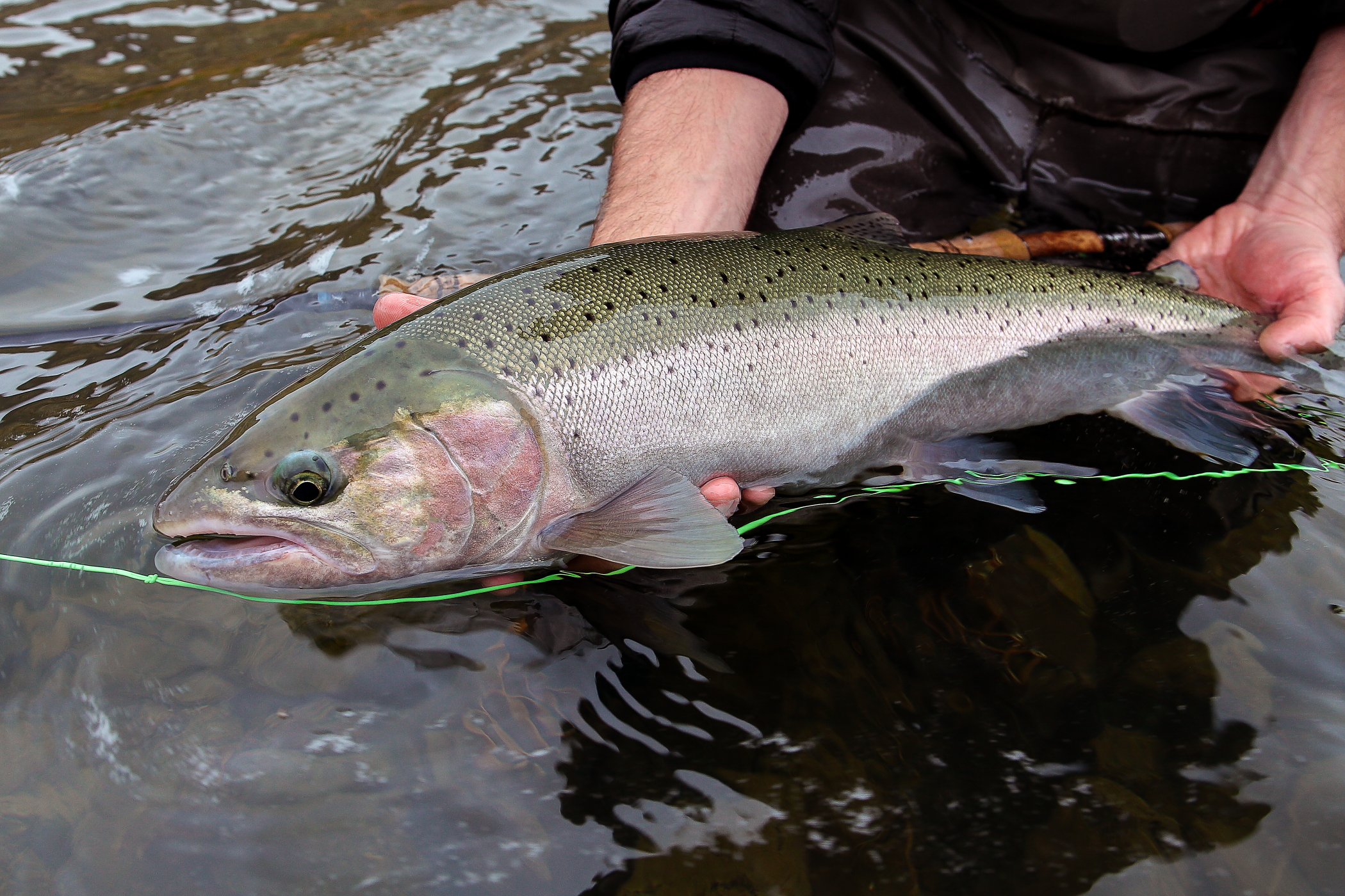 A TCA Ambassador lifting a wild steelhead briefly above the water — moments before release on a Pacific Rim river.