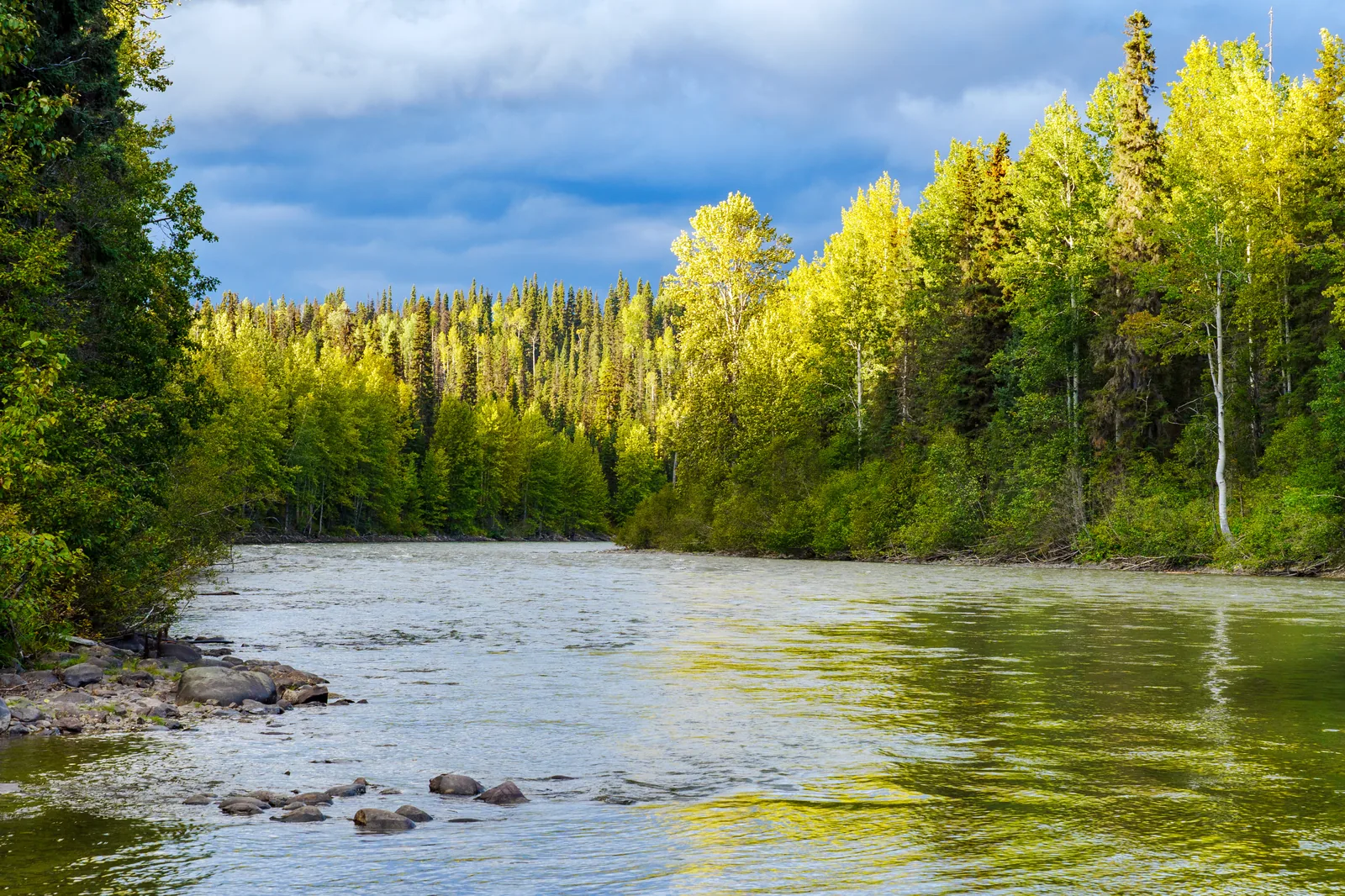 The Babine River winding through forested British Columbia mountains — a wild steelhead stronghold.