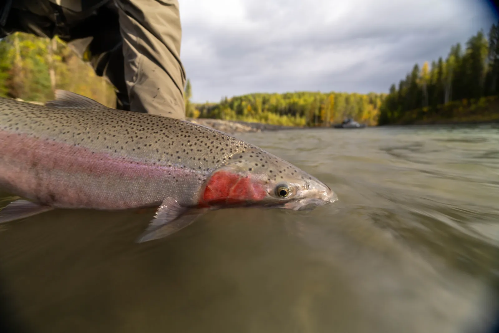 A wild Skeena watershed steelhead held briefly at the water's surface before release.