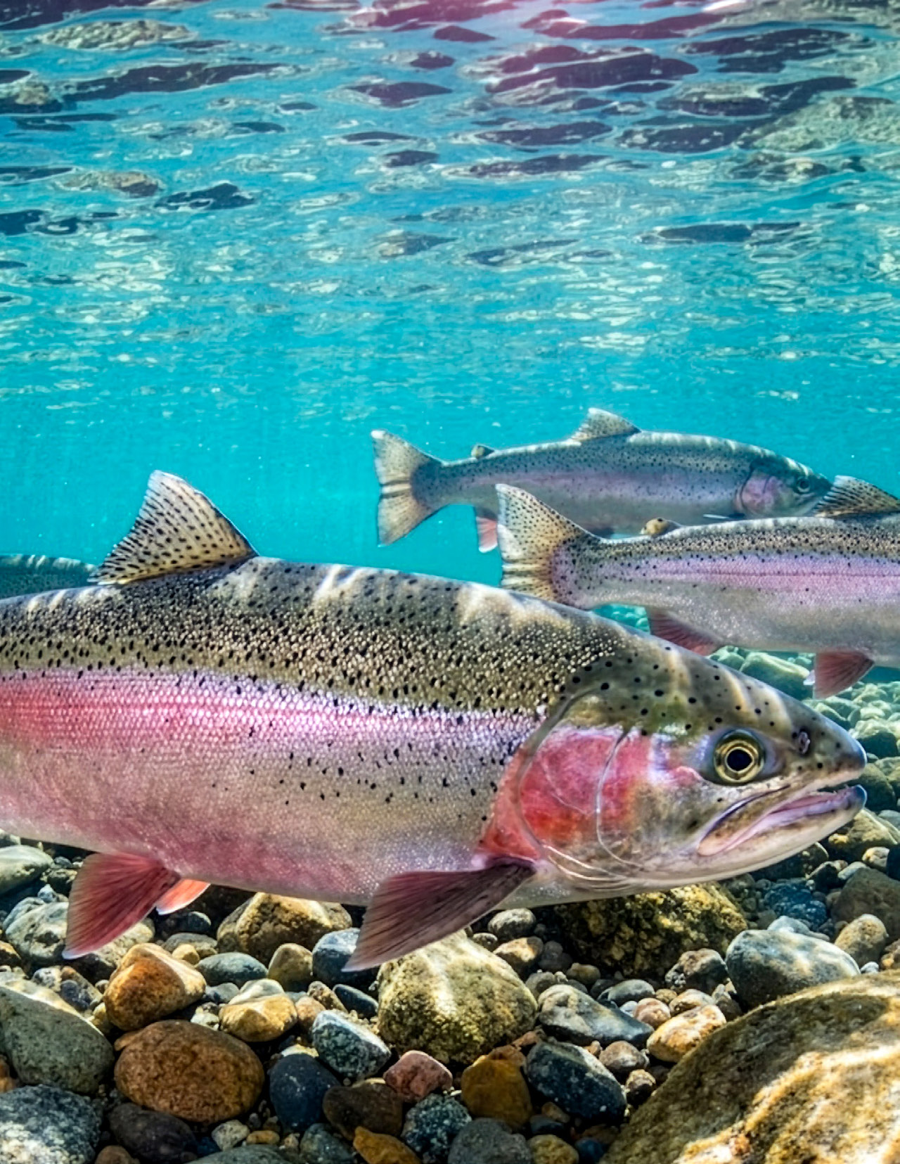A wild rainbow trout / steelhead (Oncorhynchus mykiss) holding in clear water over a cobbled streambed in the Klamath River basin.