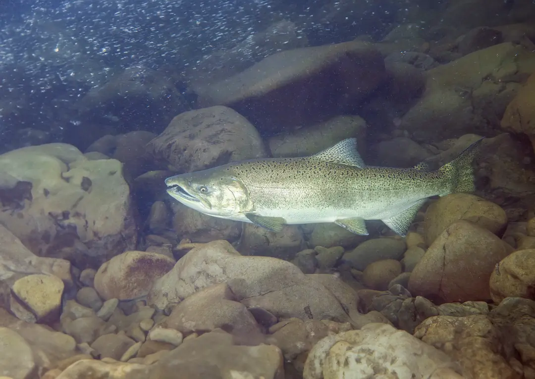An adult Chinook salmon holding above large cobble in a clear, deep pool