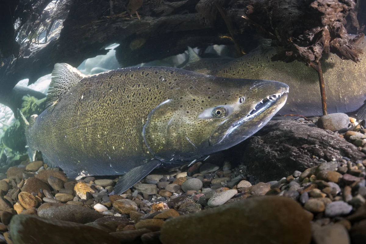Elwha Chinook salmon seeking cover in an engineered logjam