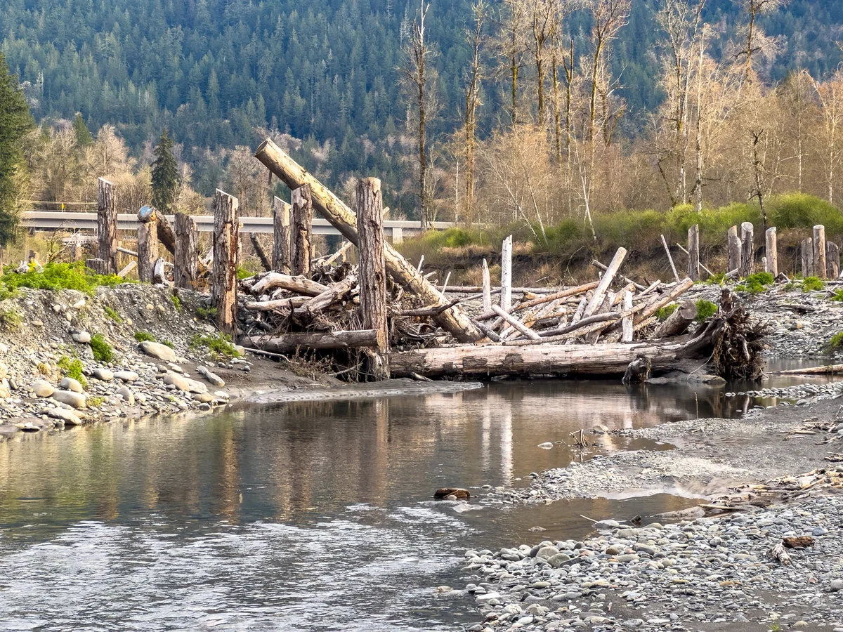 Engineered logjam on a side channel of the Elwha River