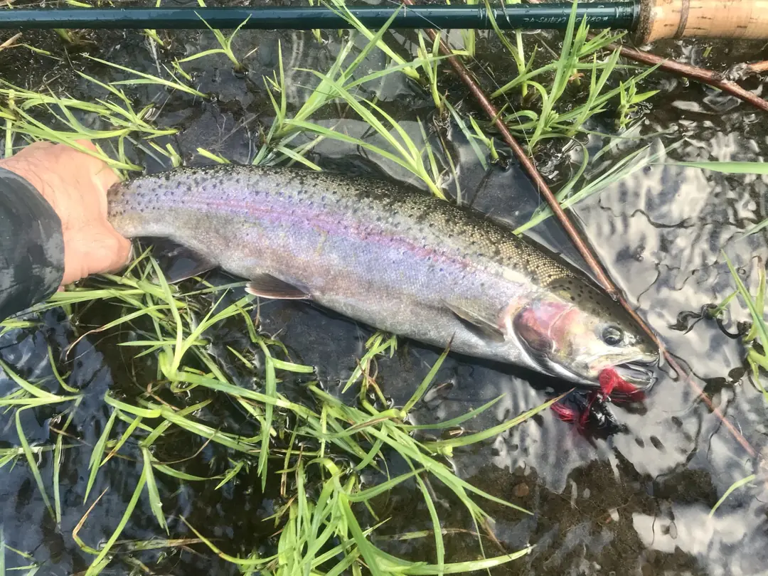 A hatchery summer steelhead in shallow grassy water with a red fly in its jaw, lateral band showing pink and lavender