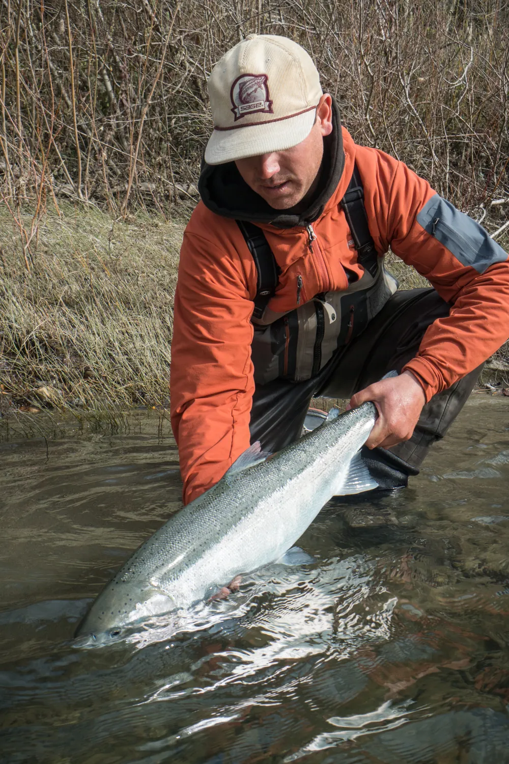 Jason Hartwick in a cream Sage cap and orange jacket crouched at the edge of a winter river, easing a large, chrome-bright wild steelhead back into the current beneath a bank of dry grass and bare willows.