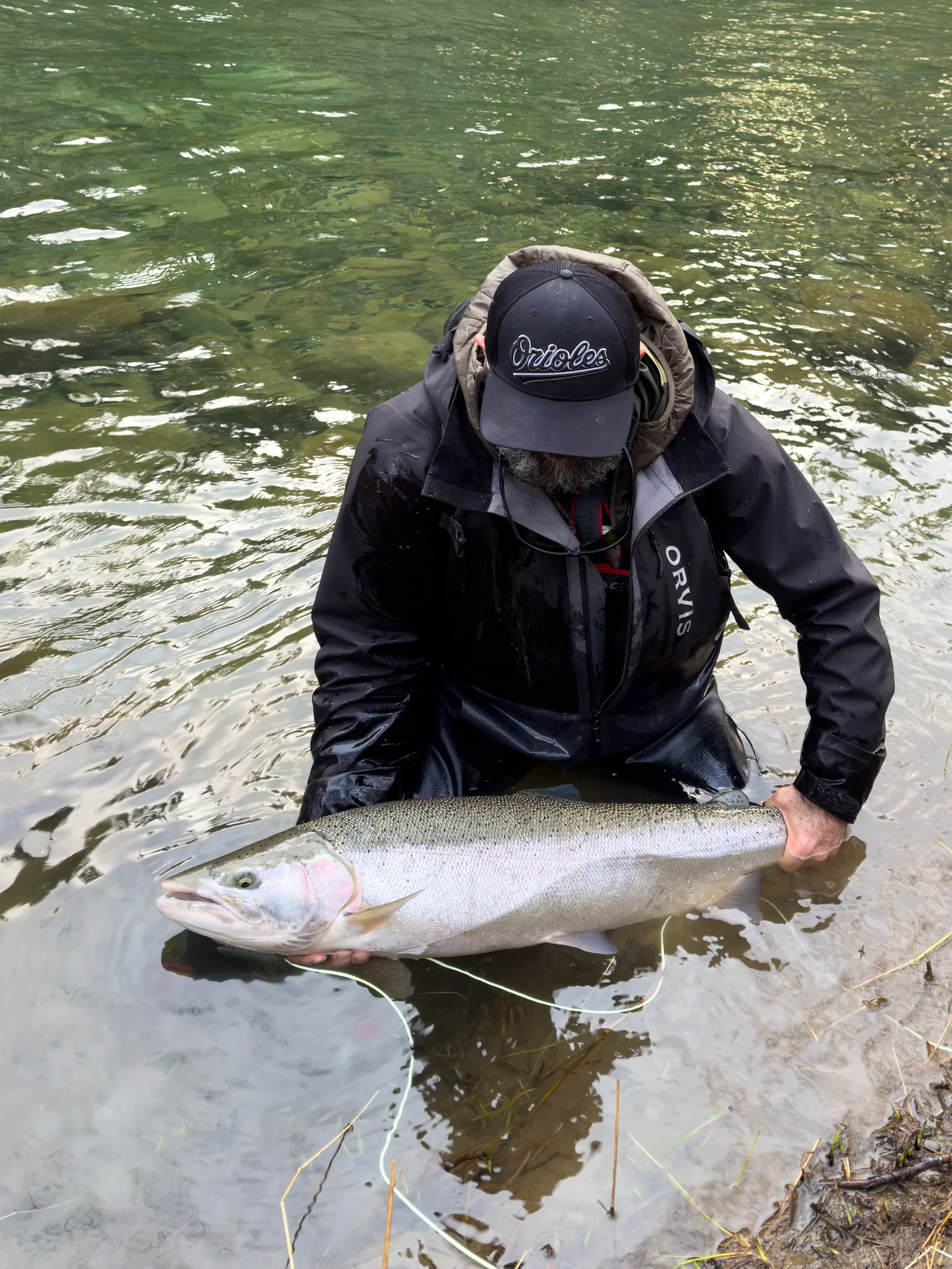 John McMillan kneeling in shallow river water, gently holding a large chrome winter steelhead before release