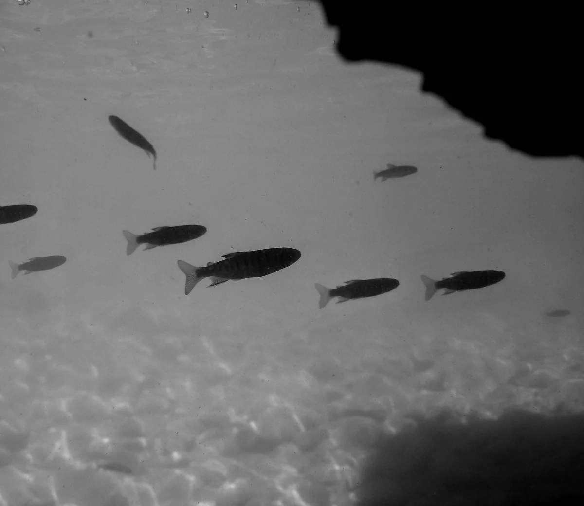 Juvenile coho salmon sheltering in a logjam