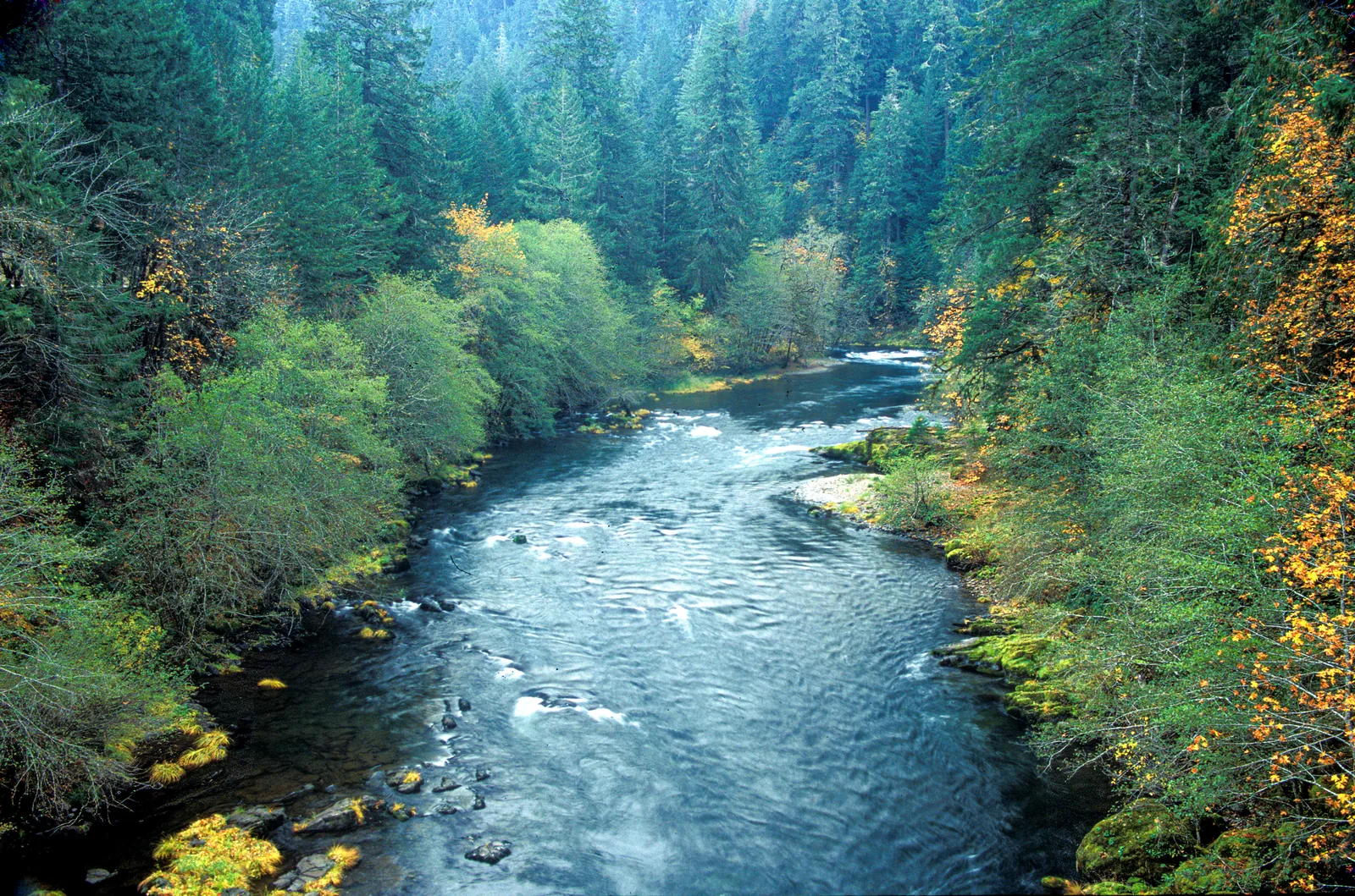 The North Umpqua River winding through old-growth Douglas fir and autumn vine maple