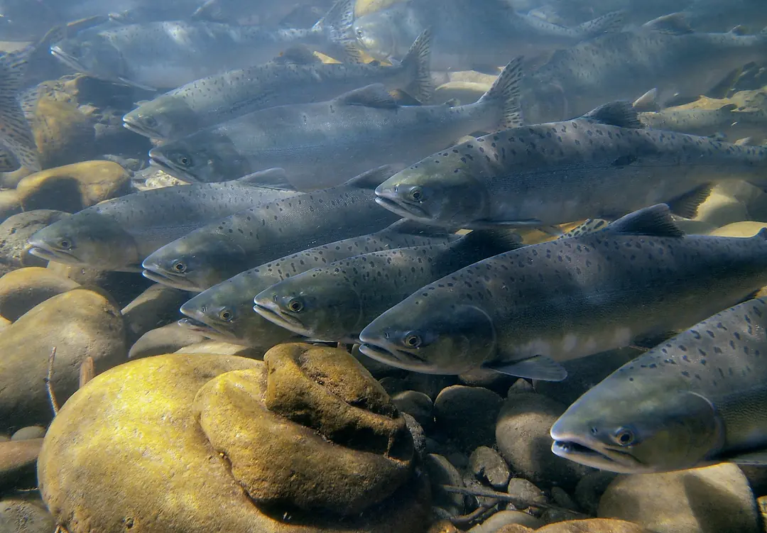 A dense school of pink salmon moving through clear water above cobble — pinks now dominate North Pacific salmon biomass