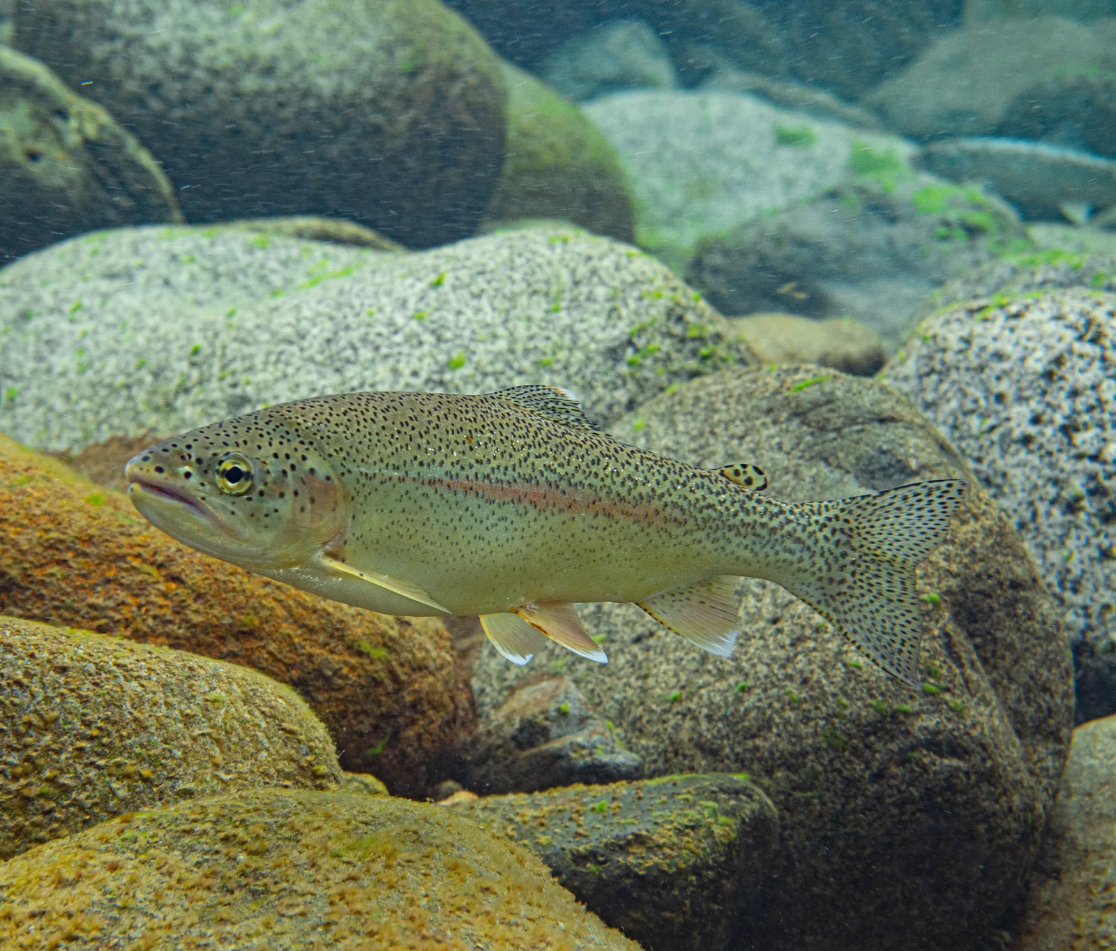 A resident rainbow trout holding over boulders on a stream bottom