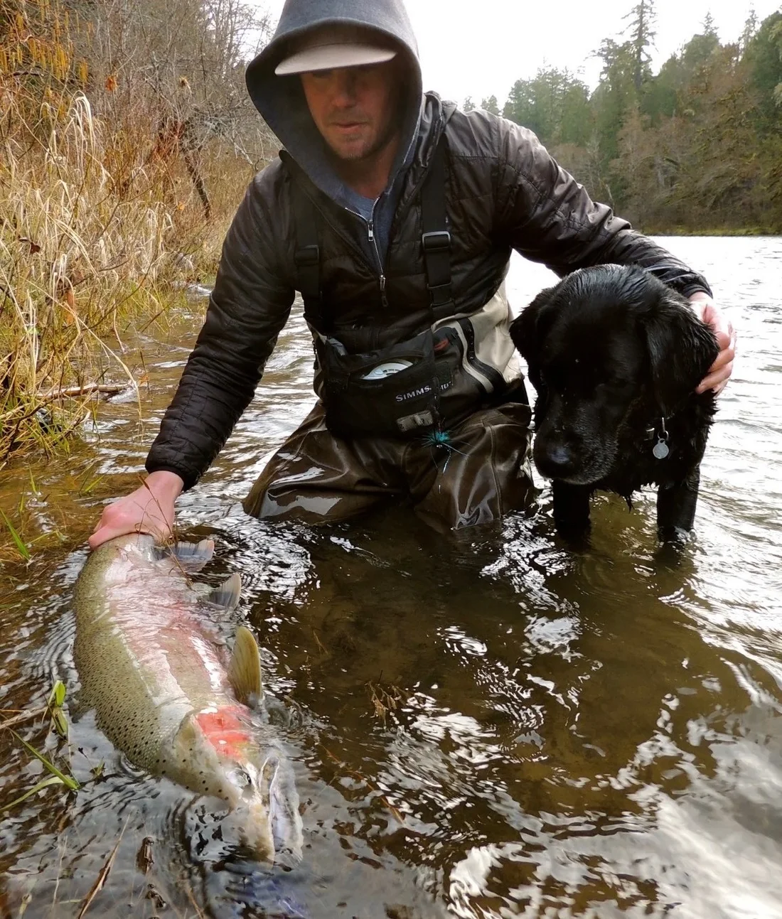 Rich Zellman kneeling in the shallows of a forested river, one hand steadying a bright wild steelhead and the other resting on his black Labrador, moments before releasing the fish.