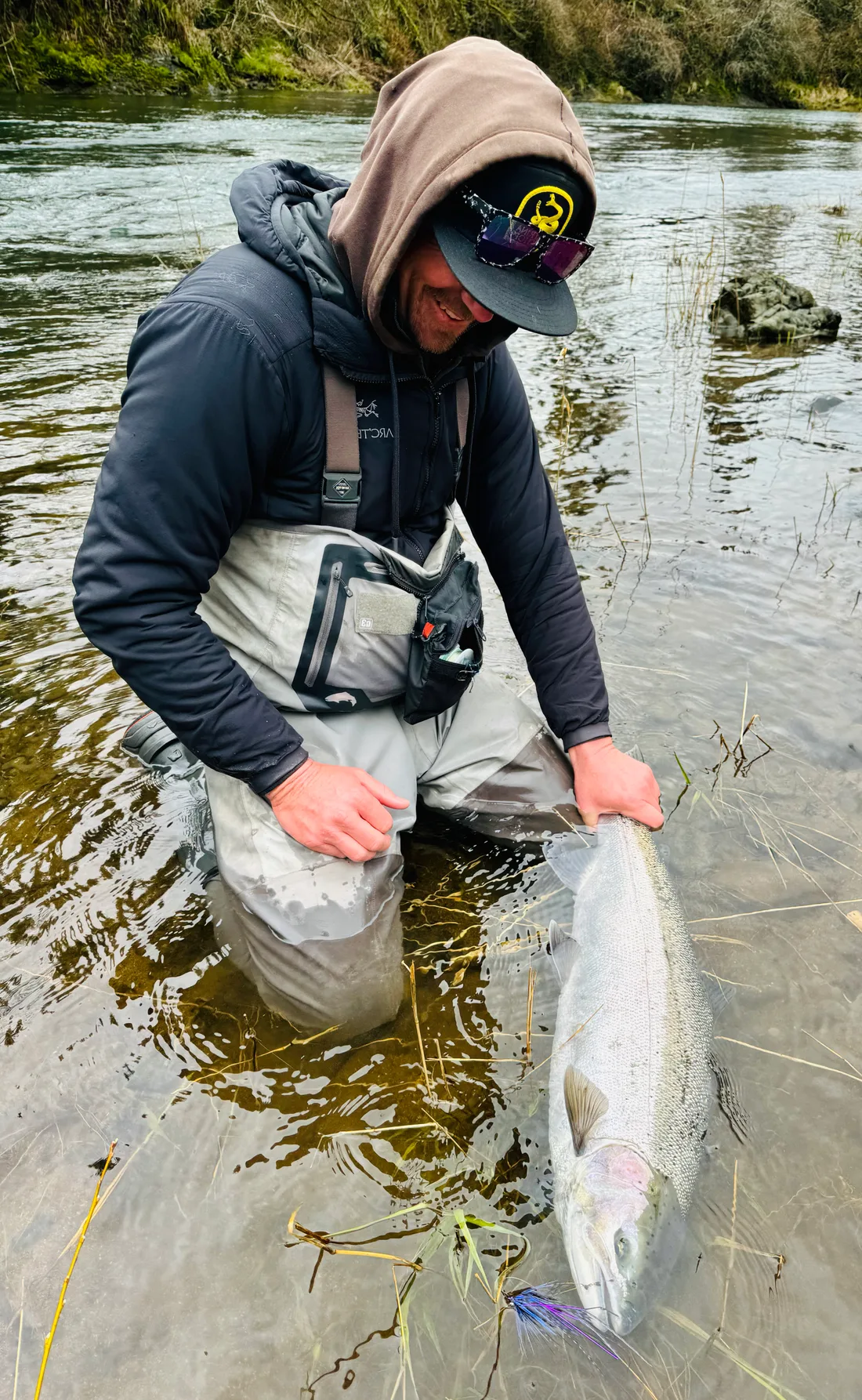 Rich Zellman crouched in knee-deep water holding a chrome-bright wild steelhead by the tail in the current, a blue and purple spey fly floating beside the fish, just before release.