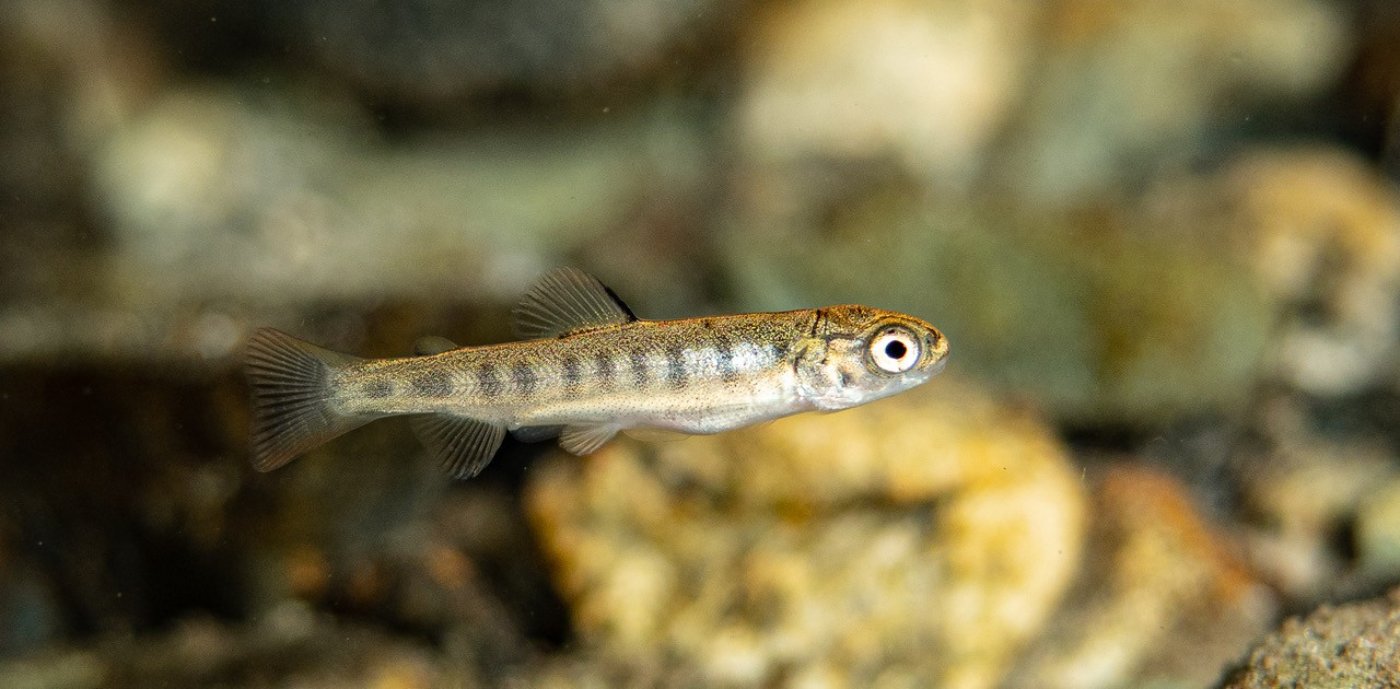 A newly emerged sac fry with yolk still attached