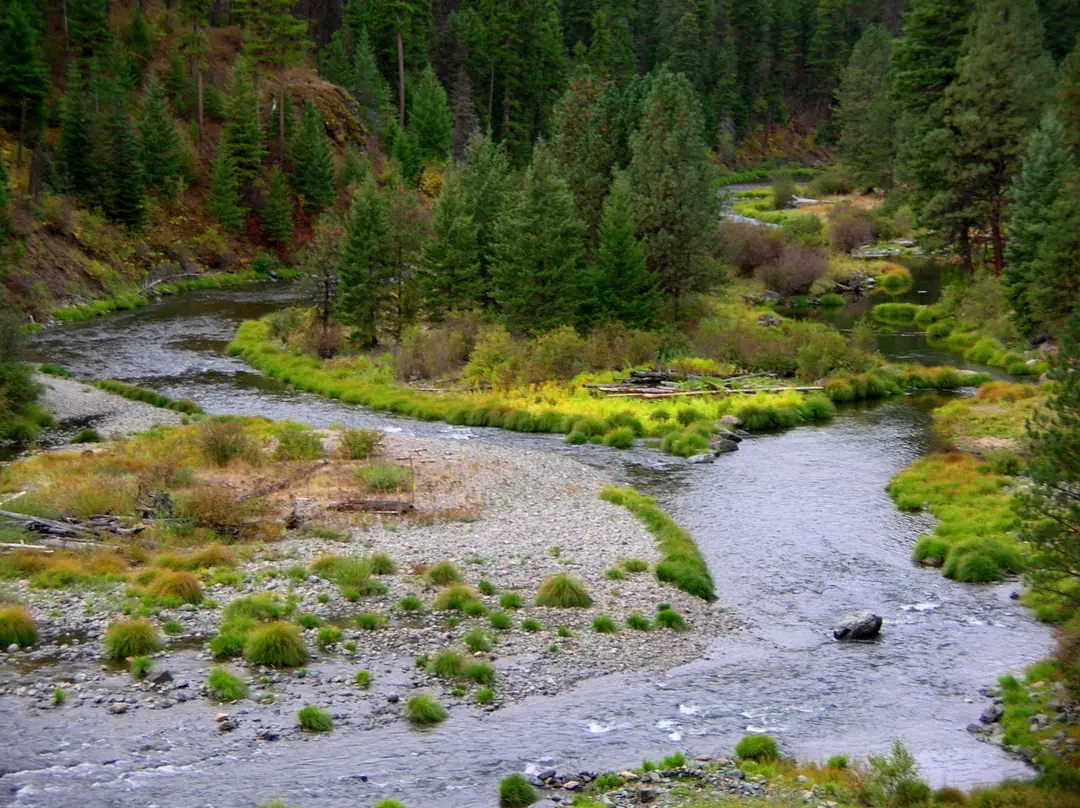A meandering tributary stream winding through gravel bars and bunch-grass riparian zone with dense conifer forest behind it