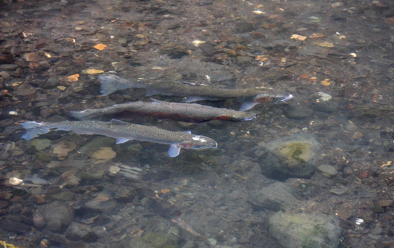 Three wild steelhead holding together over spawning gravel in clear water