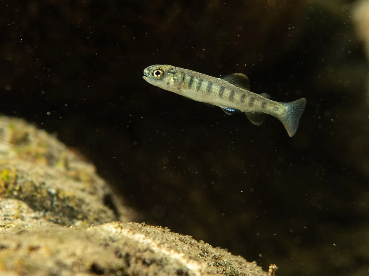 A tiny steelhead fry hovering above streambed rocks, still showing faint vertical bars