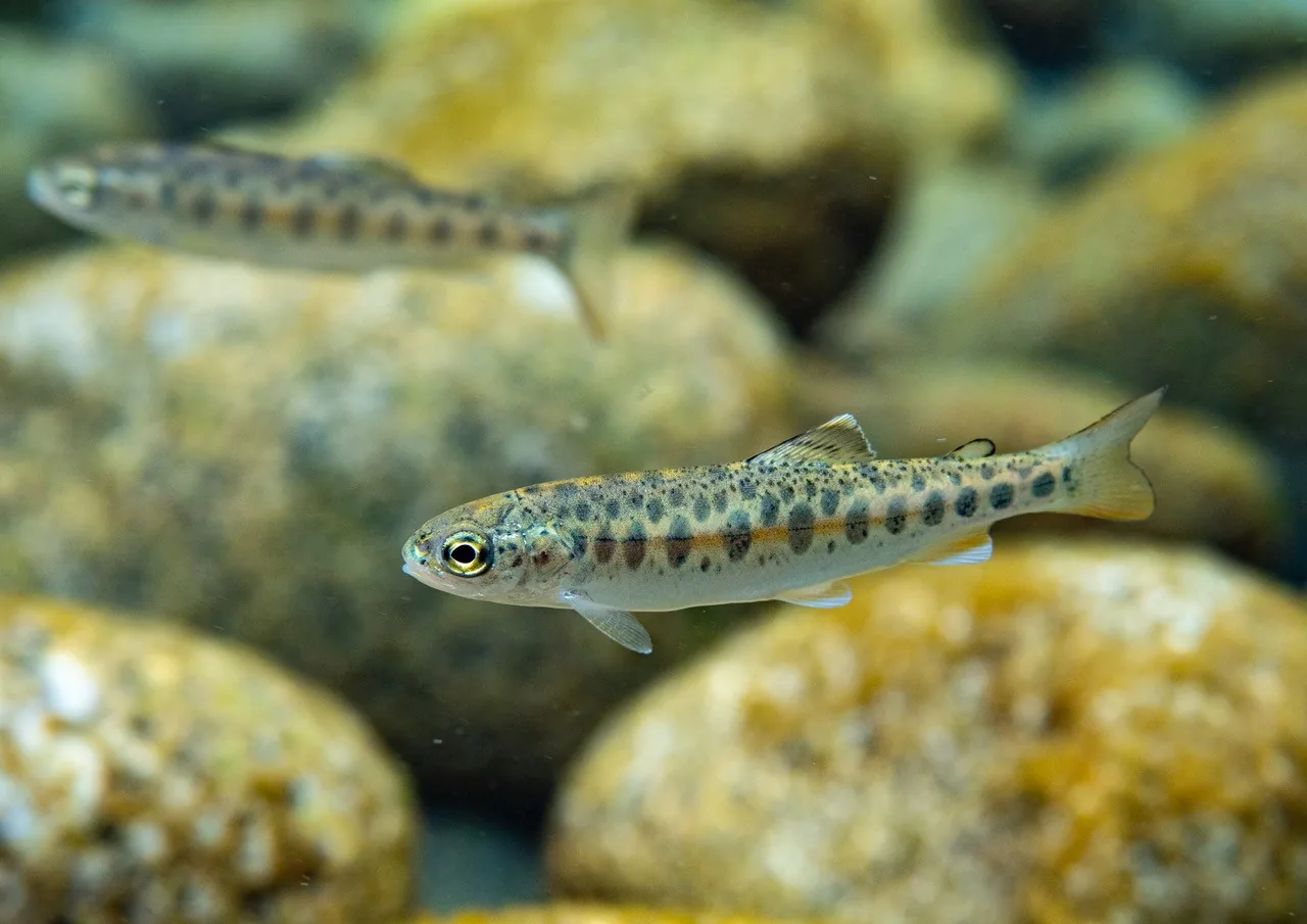 A juvenile steelhead parr with well-developed spots and prominent vertical oval parr marks along its side