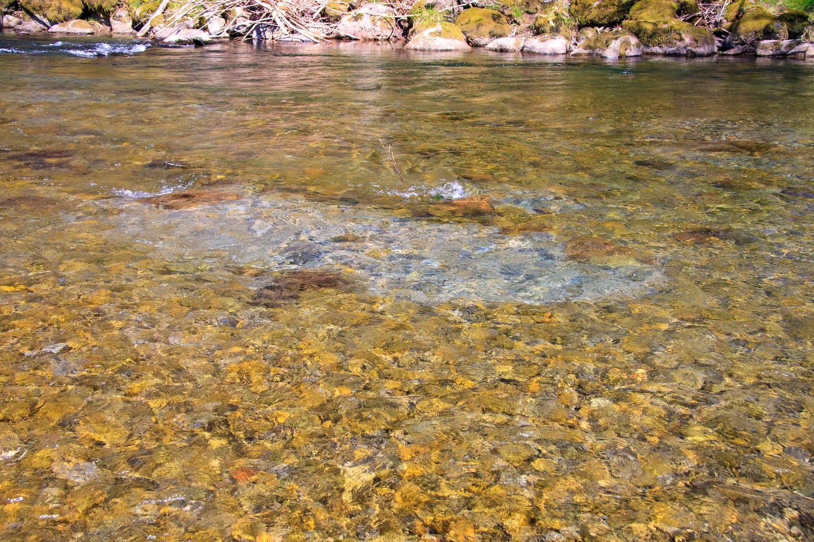 A single isolated steelhead redd in clear, shallow water, visible as a patch of disturbed gravel