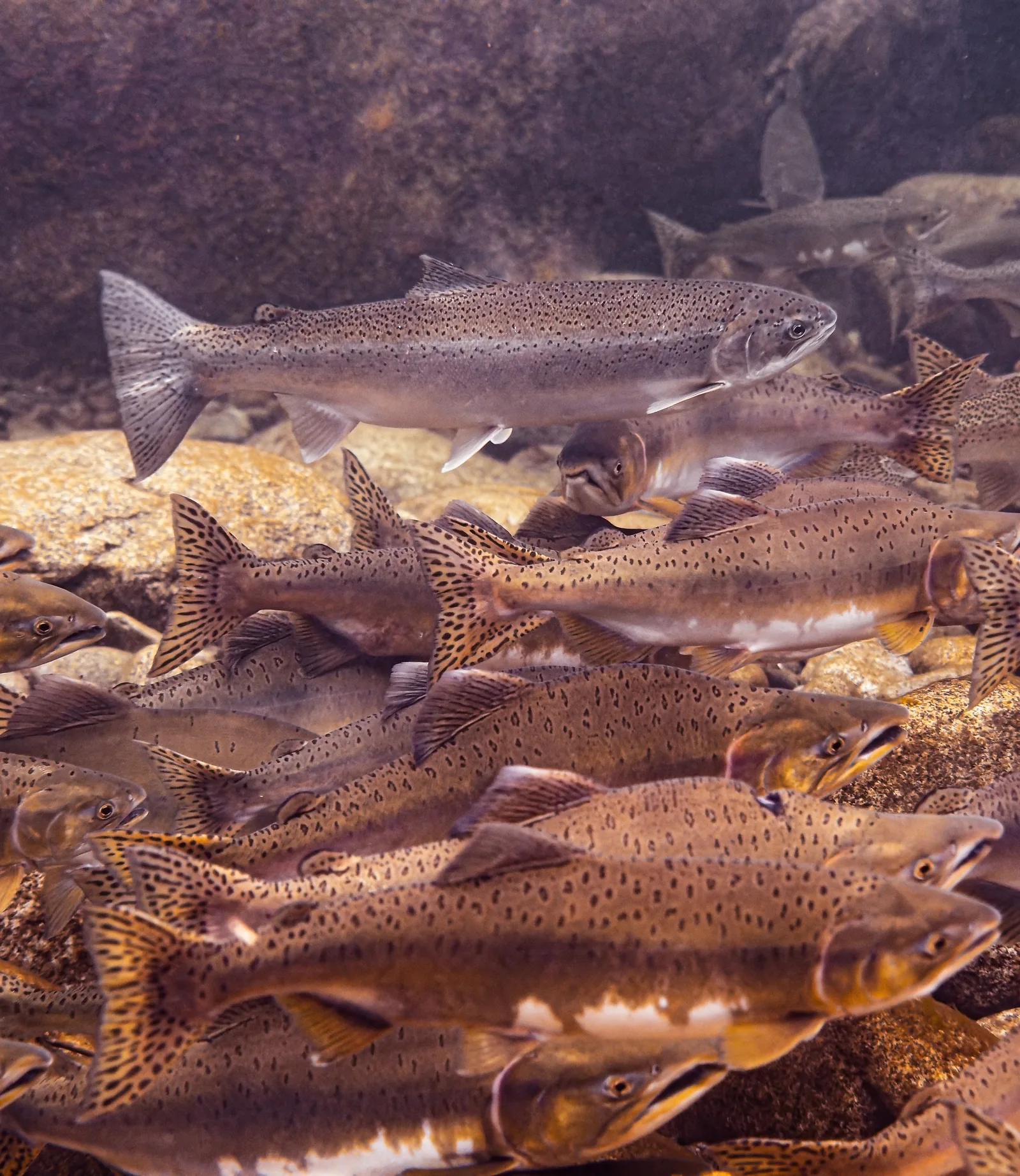A single steelhead holding above a dense school of spawning pink salmon