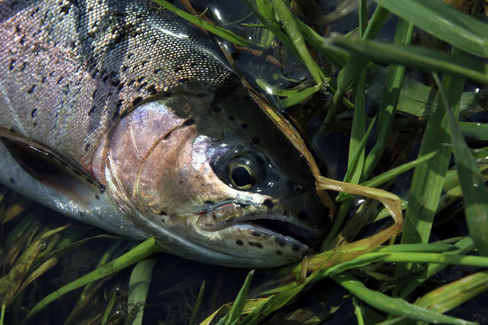 Close-up of a wild trout's head and gill plate, resting in cool water among streamside grasses