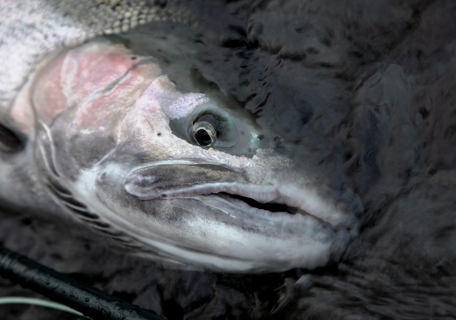Wild steelhead buck portrait