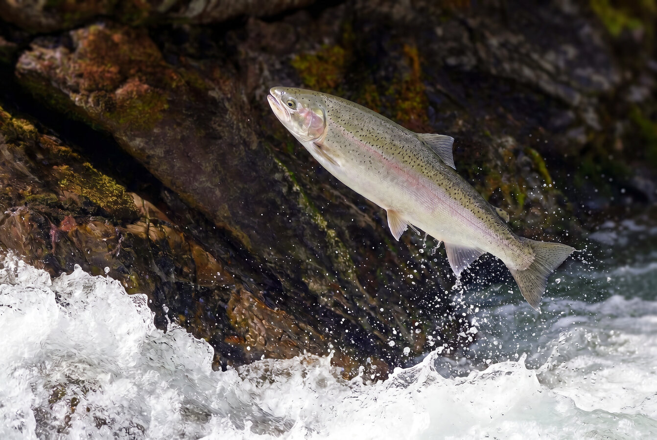 Wild steelhead leaping