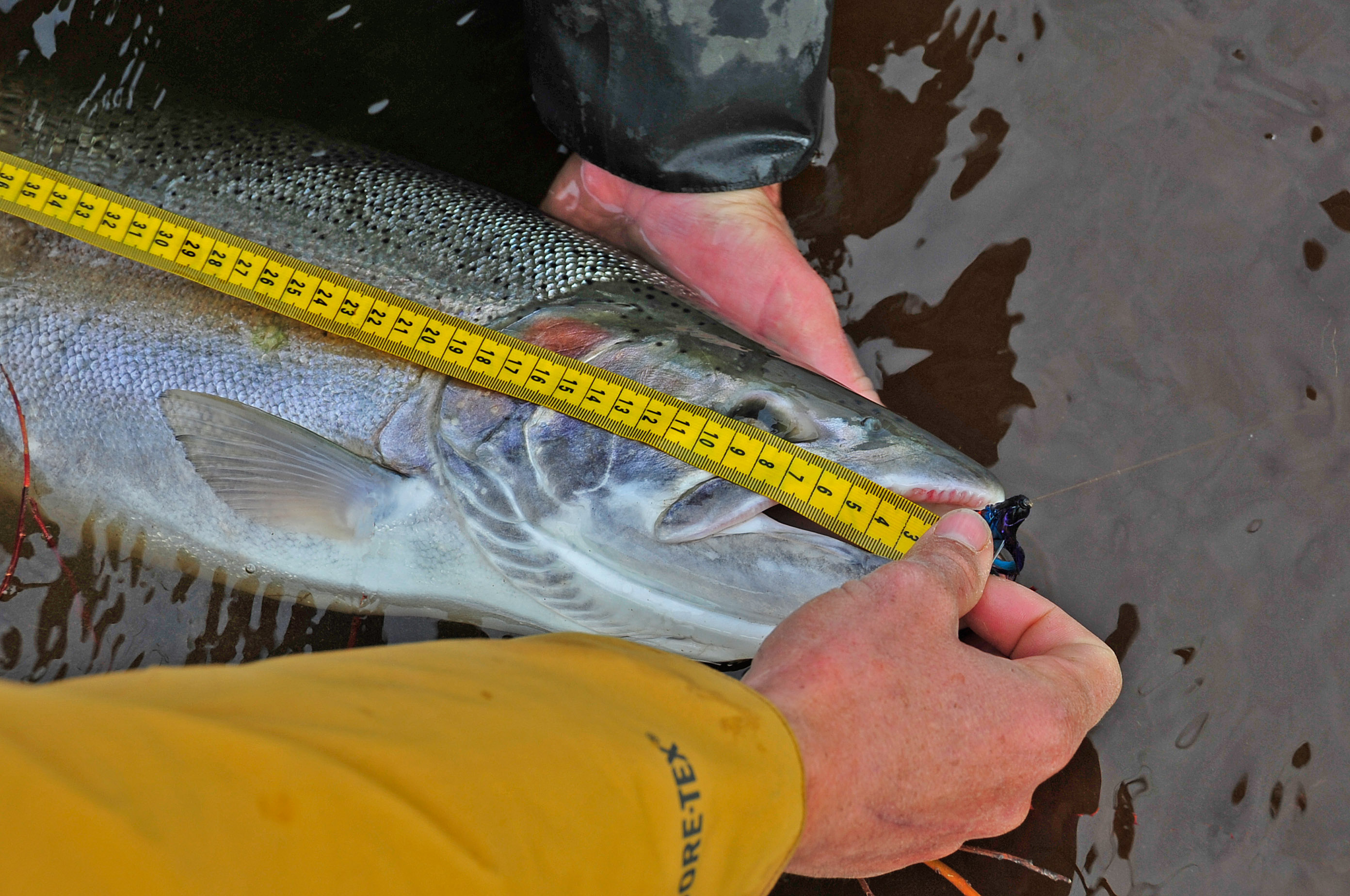 Field measurement of steelhead on Kamchatka