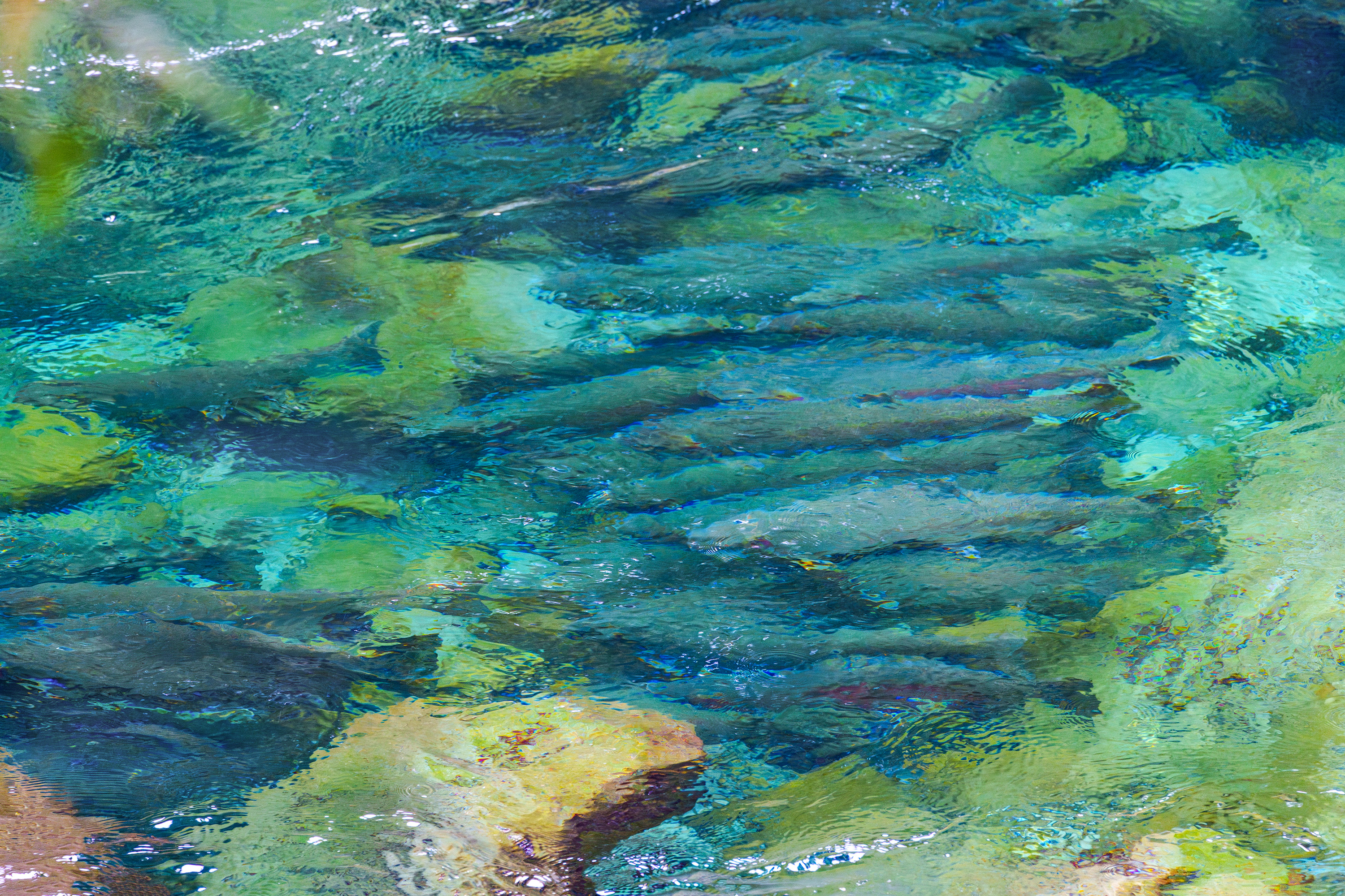 School of steelhead visible through turquoise water